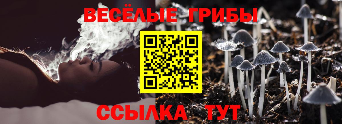 как найти закладки  Галлюциногенные грибы Psilocybine cubensis  Вход с VPN  Ставрополь 